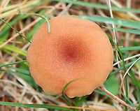 The Deceiver - Laccaria laccata Habitat: Growing on the ground at the edge of a coniferous forest and meadow.<br />
https://www.jungledragon.com/image/146914/the_deceiver_-_laccaria_laccata.html<br />
https://www.jungledragon.com/image/146916/the_deceiver_-_laccaria_laccata.html<br />
https://www.jungledragon.com/image/146915/the_deceiver_-_laccaria_laccata.html Fall,Geotagged,Laccaria laccata,United States,Waxy laccaria