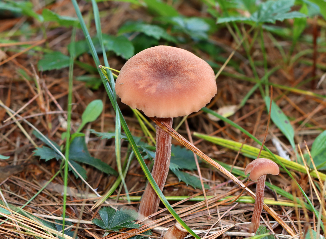 The Deceiver - Laccaria laccata Habitat: Growing on the ground at the edge of a coniferous forest and meadow.<br />
<figure class="photo"><a href="https://www.jungledragon.com/image/146914/the_deceiver_-_laccaria_laccata.html" title="The Deceiver - Laccaria laccata"><img src="https://s3.amazonaws.com/media.jungledragon.com/images/3232/146914_thumb.jpg?AWSAccessKeyId=05GMT0V3GWVNE7GGM1R2&Expires=1759968010&Signature=mP%2BdUF2lJglgrXtFtbSYQpIR4%2F8%3D" width="200" height="160" alt="The Deceiver - Laccaria laccata Habitat: Growing on the ground at the edge of a coniferous forest and meadow.<br />
https://www.jungledragon.com/image/146914/the_deceiver_-_laccaria_laccata.html<br />
https://www.jungledragon.com/image/146916/the_deceiver_-_laccaria_laccata.html<br />
https://www.jungledragon.com/image/146915/the_deceiver_-_laccaria_laccata.html Fall,Geotagged,Laccaria laccata,United States,Waxy laccaria" /></a></figure><br />
<figure class="photo"><a href="https://www.jungledragon.com/image/146916/the_deceiver_-_laccaria_laccata.html" title="The Deceiver - Laccaria laccata"><img src="https://s3.amazonaws.com/media.jungledragon.com/images/3232/146916_thumb.jpg?AWSAccessKeyId=05GMT0V3GWVNE7GGM1R2&Expires=1759968010&Signature=OXHZ8T2h1fqBBWA199X4WXjK7jQ%3D" width="200" height="146" alt="The Deceiver - Laccaria laccata Habitat: Growing on the ground at the edge of a coniferous forest and meadow.<br />
https://www.jungledragon.com/image/146914/the_deceiver_-_laccaria_laccata.html<br />
https://www.jungledragon.com/image/146916/the_deceiver_-_laccaria_laccata.html<br />
https://www.jungledragon.com/image/146915/the_deceiver_-_laccaria_laccata.html Fall,Geotagged,Laccaria laccata,United States,Waxy laccaria" /></a></figure><br />
<figure class="photo"><a href="https://www.jungledragon.com/image/146915/the_deceiver_-_laccaria_laccata.html" title="The Deceiver - Laccaria laccata"><img src="https://s3.amazonaws.com/media.jungledragon.com/images/3232/146915_thumb.jpg?AWSAccessKeyId=05GMT0V3GWVNE7GGM1R2&Expires=1759968010&Signature=NkZMWrWd8eJzDd9dC%2Fat%2BYyB7Yc%3D" width="200" height="148" alt="The Deceiver - Laccaria laccata Habitat: Growing on the ground at the edge of a coniferous forest and meadow.<br />
https://www.jungledragon.com/image/146914/the_deceiver_-_laccaria_laccata.html<br />
https://www.jungledragon.com/image/146916/the_deceiver_-_laccaria_laccata.html<br />
https://www.jungledragon.com/image/146915/the_deceiver_-_laccaria_laccata.html Fall,Geotagged,Laccaria laccata,United States,Waxy laccaria,fungus,laccaria,mushroom,the deceiver" /></a></figure> Fall,Geotagged,Laccaria laccata,United States,Waxy laccaria,fungus,laccaria,mushroom,the deceiver
