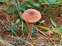 The Deceiver - Laccaria laccata Habitat: Growing on the ground at the edge of a coniferous forest and meadow.<br />
https://www.jungledragon.com/image/146914/the_deceiver_-_laccaria_laccata.html<br />
https://www.jungledragon.com/image/146916/the_deceiver_-_laccaria_laccata.html<br />
https://www.jungledragon.com/image/146915/the_deceiver_-_laccaria_laccata.html Fall,Geotagged,Laccaria laccata,United States,Waxy laccaria,fungus,laccaria,mushroom,the deceiver