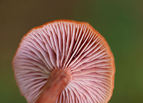 The Deceiver - Laccaria laccata Habitat: Growing on the ground at the edge of a coniferous forest and meadow.
https://www.jungledragon.com/image/146914/the_deceiver_-_laccaria_laccata.html
https://www.jungledragon.com/image/146916/the_deceiver_-_laccaria_laccata.html
https://www.jungledragon.com/image/146915/the_deceiver_-_laccaria_laccata.html Fall,Geotagged,Laccaria laccata,United States,Waxy laccaria