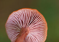The Deceiver - Laccaria laccata Habitat: Growing on the ground at the edge of a coniferous forest and meadow.<br />
https://www.jungledragon.com/image/146914/the_deceiver_-_laccaria_laccata.html<br />
https://www.jungledragon.com/image/146916/the_deceiver_-_laccaria_laccata.html<br />
https://www.jungledragon.com/image/146915/the_deceiver_-_laccaria_laccata.html Fall,Geotagged,Laccaria laccata,United States,Waxy laccaria
