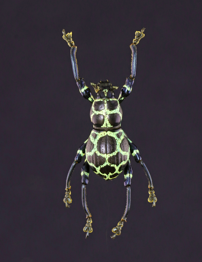 Weevil - Pachyrhynchus cruciatus I have a lot of weevils in my collection, but haven't shared them here yet because they are hard to photograph and many are in contorted positions with missing parts. I'll do my best to share the ones that I can, though.<br />
<br />
These weevils are flightless and have an air pocket under their fused elytra.<br />
<br />
*Pinned specimen Curculionidae,Pachyrhynchus,Pachyrhynchus cruciatus,beetle,weevil