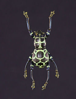 Weevil - Pachyrhynchus cruciatus I have a lot of weevils in my collection, but haven't shared them here yet because they are hard to photograph and many are in contorted positions with missing parts. I'll do my best to share the ones that I can, though.

These weevils are flightless and have an air pocket under their fused elytra.

*Pinned specimen Curculionidae,Pachyrhynchus,Pachyrhynchus cruciatus,beetle,weevil