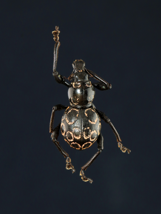 Weevil - Pachyrhynchus congestus ocellatus Native to Philippines<br />
<br />
*Pinned specimen Pachyrhynchus,Pachyrhynchus congestus,Pachyrhynchus congestus ocellatus,beetle,weevil
