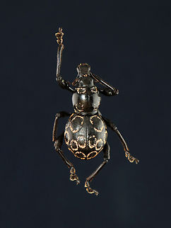 Weevil - Pachyrhynchus congestus ocellatus Native to Philippines

*Pinned specimen Pachyrhynchus,Pachyrhynchus congestus,Pachyrhynchus congestus ocellatus,beetle,weevil