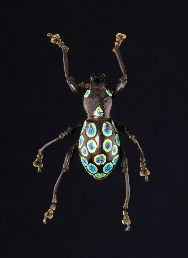 Weevil - Pachyrhynchus pavonius This is such a beautiful species, but unfortunately the head on this specimen looks like it went through a shredder. Thankfully, the lighting is not good in the photo to highlight that feature.<br />
<br />
*Pinned specimen; native to the Philippines<br />
<br />
 Pachyrhynchus,Pachyrhynchus pavonius,Pachyrrhynchus,beetle,curculionidae,weevil