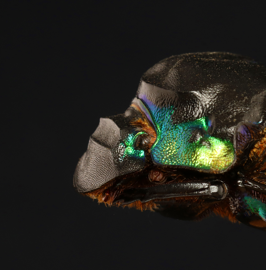 Dung Beetle - Diabroctis mimas *Pinned specimen; native to Central and South America<br />
<figure class="photo"><a href="https://www.jungledragon.com/image/146948/dung_beetle_-_diabroctis_mimas.html" title="Dung Beetle - Diabroctis mimas"><img src="https://s3.amazonaws.com/media.jungledragon.com/images/3232/146948_thumb.jpg?AWSAccessKeyId=05GMT0V3GWVNE7GGM1R2&Expires=1759968010&Signature=tGABhcEojHWrr6xXVpHhbsbPMkU%3D" width="122" height="152" alt="Dung Beetle - Diabroctis mimas *Pinned specimen; native to Central and South America<br />
https://www.jungledragon.com/image/146947/dung_beetle_-_diabroctis_mimas.html Diabroctis,Diabroctis mimas,Scarabaeidae,beetle,coleoptera,dung beetle,scarab" /></a></figure> Diabroctis,Diabroctis mimas,beetle,coleoptera,dung beetle