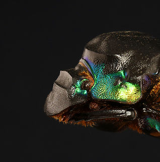Dung Beetle - Diabroctis mimas *Pinned specimen; native to Central and South America
https://www.jungledragon.com/image/146948/dung_beetle_-_diabroctis_mimas.html Diabroctis,Diabroctis mimas,beetle,coleoptera,dung beetle