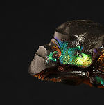 Dung Beetle - Diabroctis mimas *Pinned specimen; native to Central and South America<br />
https://www.jungledragon.com/image/146948/dung_beetle_-_diabroctis_mimas.html Diabroctis,Diabroctis mimas,beetle,coleoptera,dung beetle