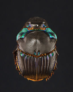 Dung Beetle - Diabroctis mimas *Pinned specimen; native to Central and South America
https://www.jungledragon.com/image/146947/dung_beetle_-_diabroctis_mimas.html Diabroctis,Diabroctis mimas,Scarabaeidae,beetle,coleoptera,dung beetle,scarab