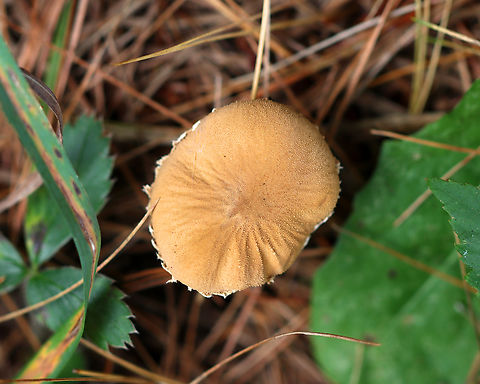 Saffron Parasol - Cystoderma amianthinum This was a really cool mushroom that I have never seen before. Unfortunately, most of my photos of it are very bad. Hopefully I will see it again so I can document it better!

Habitat: Growing on the ground under pine; mixed forest Cystoderma,Cystoderma amianthinum,Fall,Geotagged,Saffron parasol,United States,fungus,mushroom