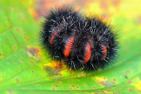 Giant Leopard Moth Caterpillar - Hypercompe scribonia When disturbed, they curl up and their red intersegmental rings become visible through their black hairs. This one was a late instar and had really vibrant, red rings.

Habitat: Rural yard Fall,Geotagged,Giant Leopard Moth,Hypercompe,Hypercompe scribonia,United States,caterpillar,larva