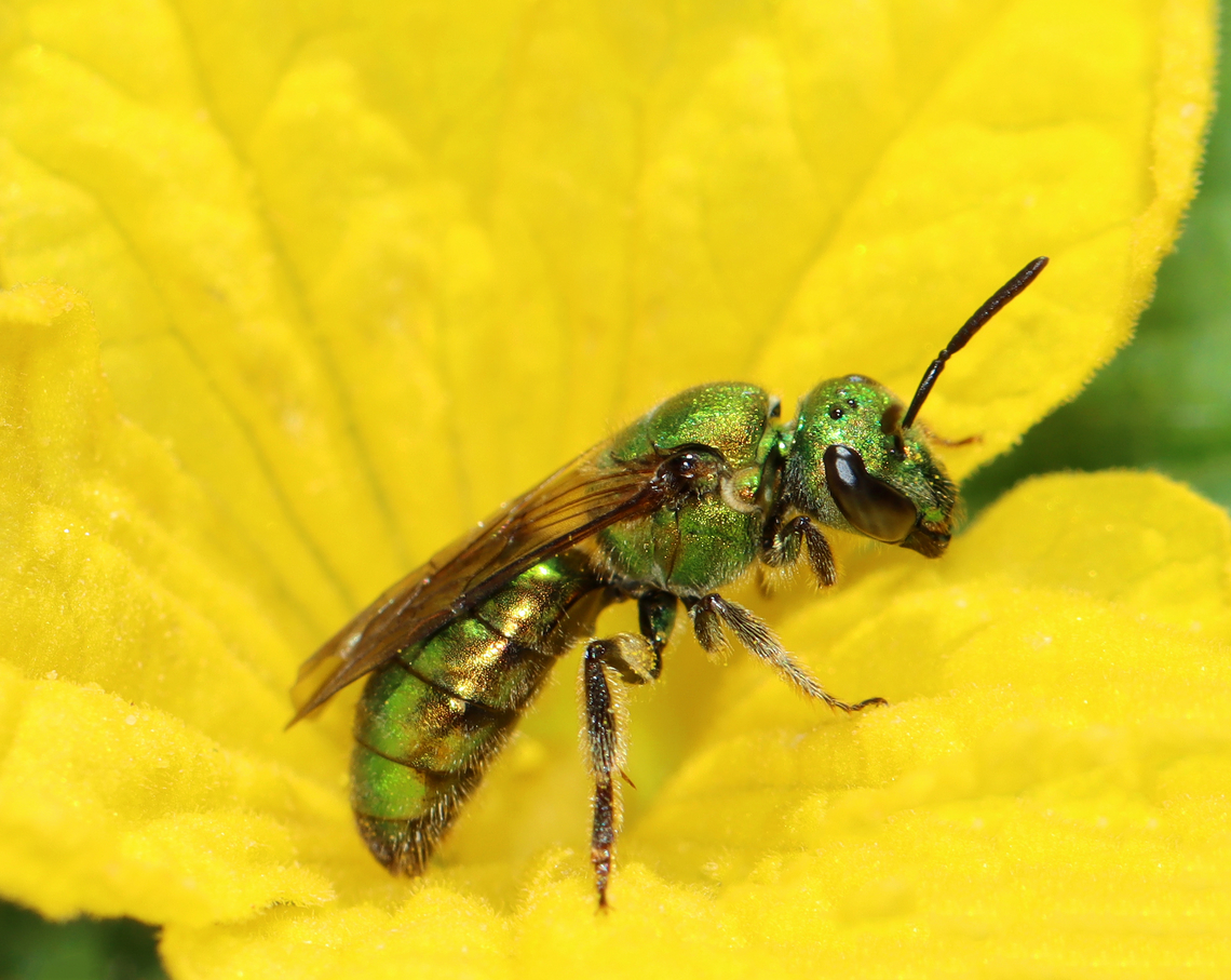 Sweat Bee - Augochlora pura Habitat: Rural yard<br />
<figure class="photo"><a href="https://www.jungledragon.com/image/146959/sweat_bee_-_augochlora_pura.html" title="Sweat Bee - Augochlora pura"><img src="https://s3.amazonaws.com/media.jungledragon.com/images/3232/146959_thumb.jpg?AWSAccessKeyId=05GMT0V3GWVNE7GGM1R2&Expires=1759968010&Signature=XT2QUmaWSKeOFvlI4xEUZNvNykk%3D" width="200" height="168" alt="Sweat Bee - Augochlora pura Habitat: Rural yard<br />
https://www.jungledragon.com/image/146958/sweat_bee_-_augochlora_pura.html Augochlora pura,Fall,Geotagged,United States" /></a></figure> Augochlora,Augochlora pura,Fall,Geotagged,United States,bee,sweat bee
