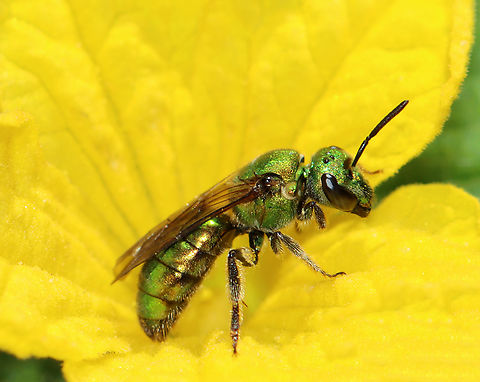 Sweat Bee - Augochlora pura Habitat: Rural yard
https://www.jungledragon.com/image/146959/sweat_bee_-_augochlora_pura.html Augochlora,Augochlora pura,Fall,Geotagged,United States,bee,sweat bee