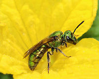 Sweat Bee - Augochlora pura Habitat: Rural yard<br />
https://www.jungledragon.com/image/146959/sweat_bee_-_augochlora_pura.html Augochlora,Augochlora pura,Fall,Geotagged,United States,bee,sweat bee
