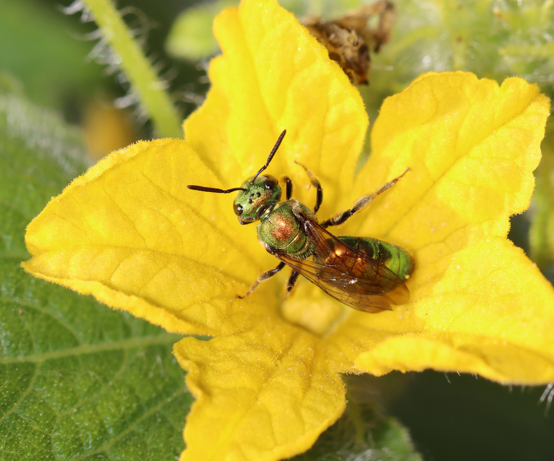 Sweat Bee - Augochlora pura Habitat: Rural yard<br />
<figure class="photo"><a href="https://www.jungledragon.com/image/146958/sweat_bee_-_augochlora_pura.html" title="Sweat Bee - Augochlora pura"><img src="https://s3.amazonaws.com/media.jungledragon.com/images/3232/146958_thumb.jpg?AWSAccessKeyId=05GMT0V3GWVNE7GGM1R2&Expires=1759968010&Signature=Wqnw1iDXpNoPwqkkl2IWyylbK8o%3D" width="200" height="160" alt="Sweat Bee - Augochlora pura Habitat: Rural yard<br />
https://www.jungledragon.com/image/146959/sweat_bee_-_augochlora_pura.html Augochlora,Augochlora pura,Fall,Geotagged,United States,bee,sweat bee" /></a></figure> Augochlora pura,Fall,Geotagged,United States