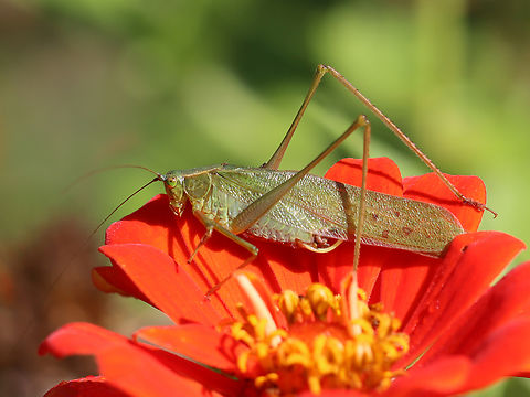 Fork-tailed Bush Katydid - Scudderia furcata Habitat: Rural yard Fall,Fork-tailed Bush Katydid,Geotagged,Scudderia,Scudderia furcata,United States,katydid