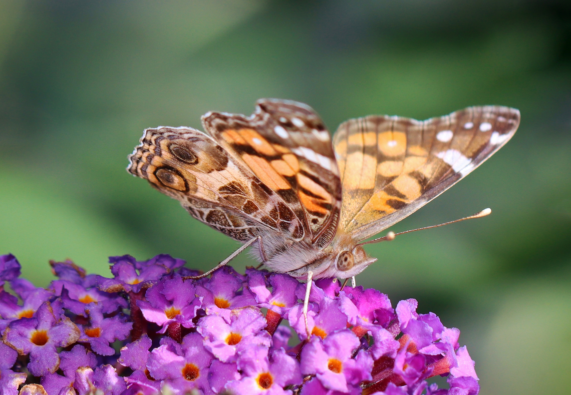 American Painted Lady - Vanessa virginiensis Habitat: Rural yard American Painted Lady,Fall,Geotagged,United States,Vanessa,Vanessa virginiensis,butterfly,painted lady