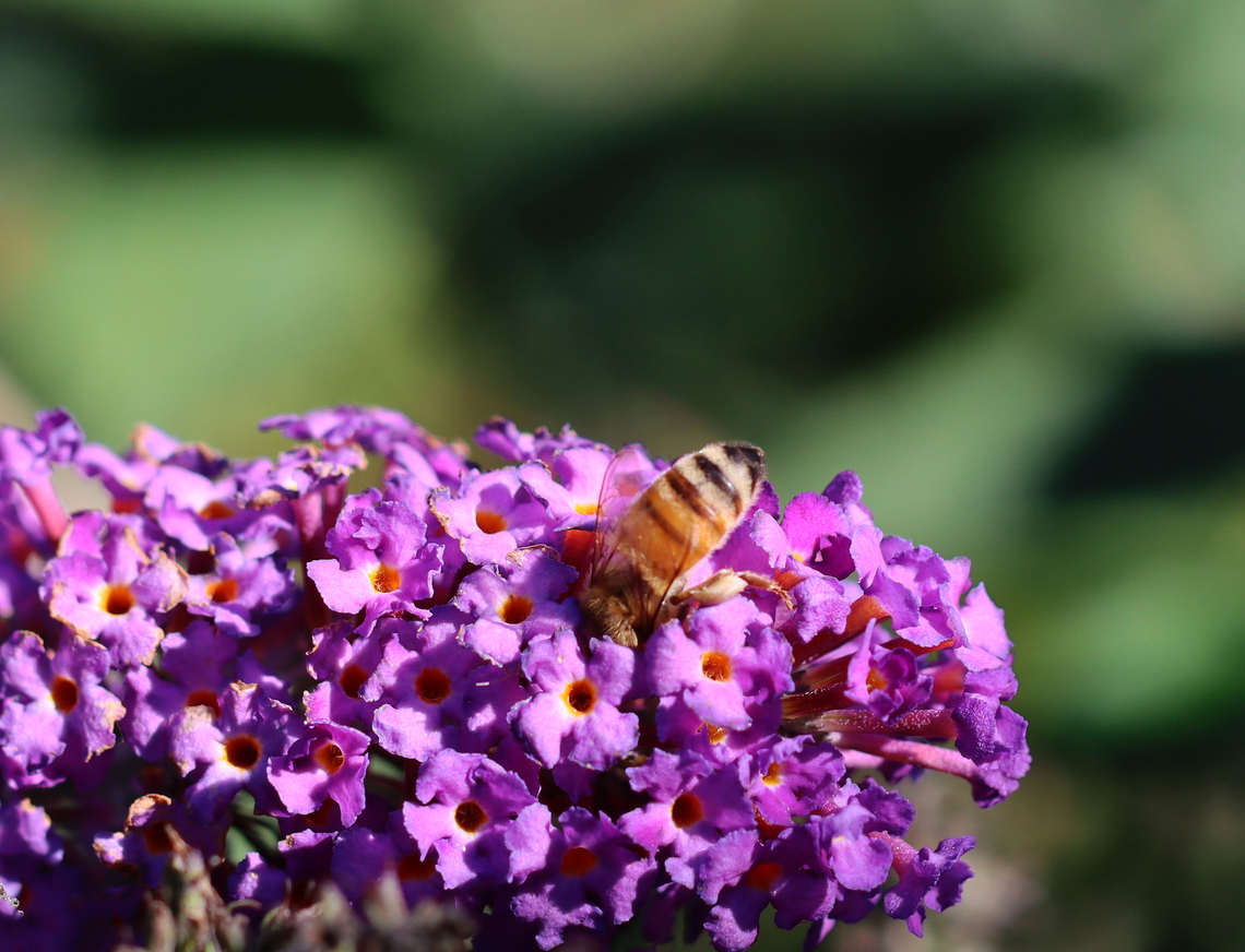 Honey Bee - Apis mellifera Habitat: Rural yard Apis mellifera,Fall,Geotagged,United States,Western honey bee,apis,bee,honey bee