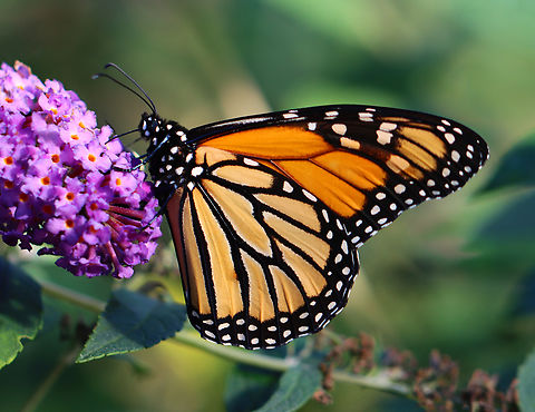 Monarch - Danaus plexippus Habitat: Rural yard Danaus plexippus,Fall,Geotagged,Monarch butterfly,United States,butterfly,danaus,monarch