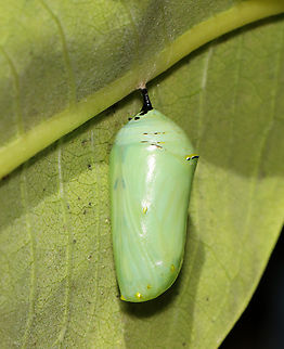 Monarch Chrysalis (Female) - Danaus plexippus Habitat: Found on milkweed in a rural yard Danaus plexippus,Fall,Geotagged,Monarch butterfly,United States,chrysalis,danaus,monarch chrysalis,pupa