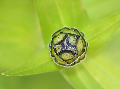 Zinnia Bud - Zinnia elegans Habitat: Rural garden
https://www.jungledragon.com/image/146986/zinnia_-_zinnia_elegans.html
https://www.jungledragon.com/image/146987/zinnia_-_zinnia_elegans.html
https://www.jungledragon.com/image/146988/zinnia_-_zinnia_elegans.html
https://www.jungledragon.com/image/146989/zinnia_-_zinnia_elegans.html Elegant Zinnia,Fall,Geotagged,United States,Zinnia elegans