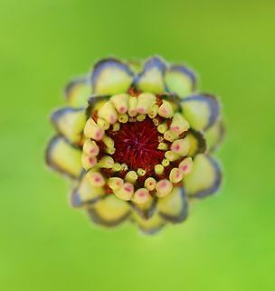 Zinnia - Zinnia elegans Too bad this photo wasn't sharper because the blooming flower was so cool. 

Habitat: Rural garden
https://www.jungledragon.com/image/146986/zinnia_-_zinnia_elegans.html
https://www.jungledragon.com/image/146987/zinnia_-_zinnia_elegans.html
https://www.jungledragon.com/image/146988/zinnia_-_zinnia_elegans.html
https://www.jungledragon.com/image/146989/zinnia_-_zinnia_elegans.html Elegant Zinnia,Fall,Geotagged,United States,Zinnia elegans,zinnia