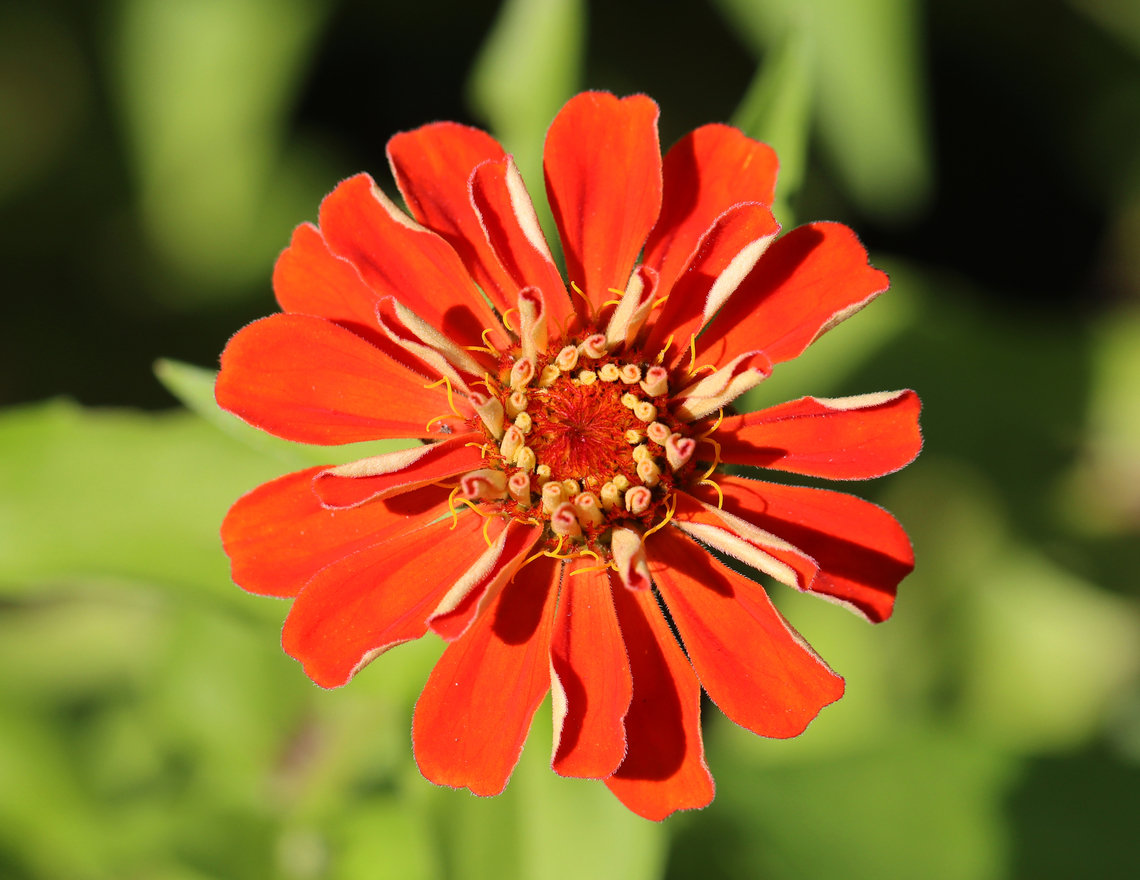 Zinnia - Zinnia elegans Habitat: Rural garden<br />
<figure class="photo"><a href="https://www.jungledragon.com/image/146986/zinnia_bud_-_zinnia_elegans.html" title="Zinnia Bud - Zinnia elegans"><img src="https://s3.amazonaws.com/media.jungledragon.com/images/3232/146986_thumb.jpg?AWSAccessKeyId=05GMT0V3GWVNE7GGM1R2&Expires=1759968010&Signature=pY05aoz3LqtMoAhxmmQvgXL7AYg%3D" width="200" height="150" alt="Zinnia Bud - Zinnia elegans Habitat: Rural garden<br />
https://www.jungledragon.com/image/146986/zinnia_-_zinnia_elegans.html<br />
https://www.jungledragon.com/image/146987/zinnia_-_zinnia_elegans.html<br />
https://www.jungledragon.com/image/146988/zinnia_-_zinnia_elegans.html<br />
https://www.jungledragon.com/image/146989/zinnia_-_zinnia_elegans.html Elegant Zinnia,Fall,Geotagged,United States,Zinnia elegans" /></a></figure><br />
<figure class="photo"><a href="https://www.jungledragon.com/image/146987/zinnia_-_zinnia_elegans.html" title="Zinnia - Zinnia elegans"><img src="https://s3.amazonaws.com/media.jungledragon.com/images/3232/146987_thumb.jpg?AWSAccessKeyId=05GMT0V3GWVNE7GGM1R2&Expires=1759968010&Signature=GMzgw3X%2BXGeqq7OPsXBRm33XO%2Bg%3D" width="144" height="152" alt="Zinnia - Zinnia elegans Too bad this photo wasn&#039;t sharper because the blooming flower was so cool. <br />
<br />
Habitat: Rural garden<br />
https://www.jungledragon.com/image/146986/zinnia_-_zinnia_elegans.html<br />
https://www.jungledragon.com/image/146987/zinnia_-_zinnia_elegans.html<br />
https://www.jungledragon.com/image/146988/zinnia_-_zinnia_elegans.html<br />
https://www.jungledragon.com/image/146989/zinnia_-_zinnia_elegans.html Elegant Zinnia,Fall,Geotagged,United States,Zinnia elegans,zinnia" /></a></figure><br />
<figure class="photo"><a href="https://www.jungledragon.com/image/146988/zinnia_-_zinnia_elegans.html" title="Zinnia - Zinnia elegans"><img src="https://s3.amazonaws.com/media.jungledragon.com/images/3232/146988_thumb.jpg?AWSAccessKeyId=05GMT0V3GWVNE7GGM1R2&Expires=1759968010&Signature=lKPaQfj4grsKwoPtzP5tkTwdMIY%3D" width="200" height="156" alt="Zinnia - Zinnia elegans Habitat: Rural garden<br />
https://www.jungledragon.com/image/146986/zinnia_-_zinnia_elegans.html<br />
https://www.jungledragon.com/image/146987/zinnia_-_zinnia_elegans.html<br />
https://www.jungledragon.com/image/146988/zinnia_-_zinnia_elegans.html<br />
https://www.jungledragon.com/image/146989/zinnia_-_zinnia_elegans.html Elegant Zinnia,Fall,Geotagged,United States,Zinnia elegans" /></a></figure><br />
<figure class="photo"><a href="https://www.jungledragon.com/image/146989/zinnia_-_zinnia_elegans.html" title="Zinnia - Zinnia elegans"><img src="https://s3.amazonaws.com/media.jungledragon.com/images/3232/146989_thumb.jpg?AWSAccessKeyId=05GMT0V3GWVNE7GGM1R2&Expires=1759968010&Signature=qq6gB2ijgKPpLnrtInf26KpN7OQ%3D" width="200" height="168" alt="Zinnia - Zinnia elegans Habitat: Rural garden<br />
https://www.jungledragon.com/image/146986/zinnia_-_zinnia_elegans.html<br />
https://www.jungledragon.com/image/146987/zinnia_-_zinnia_elegans.html<br />
https://www.jungledragon.com/image/146988/zinnia_-_zinnia_elegans.html<br />
https://www.jungledragon.com/image/146989/zinnia_-_zinnia_elegans.html Elegant Zinnia,Fall,Geotagged,United States,Zinnia elegans" /></a></figure> Elegant Zinnia,Fall,Geotagged,United States,Zinnia elegans
