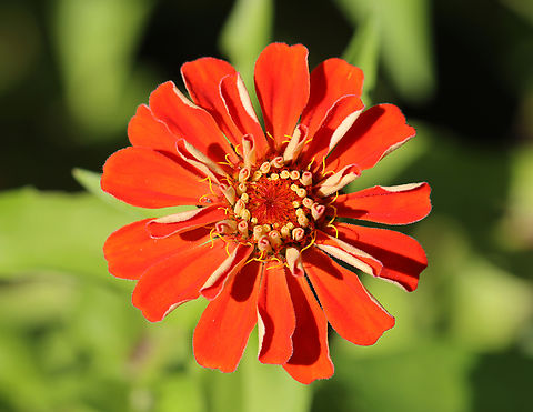 Zinnia - Zinnia elegans Habitat: Rural garden
https://www.jungledragon.com/image/146986/zinnia_-_zinnia_elegans.html
https://www.jungledragon.com/image/146987/zinnia_-_zinnia_elegans.html
https://www.jungledragon.com/image/146988/zinnia_-_zinnia_elegans.html
https://www.jungledragon.com/image/146989/zinnia_-_zinnia_elegans.html Elegant Zinnia,Fall,Geotagged,United States,Zinnia elegans