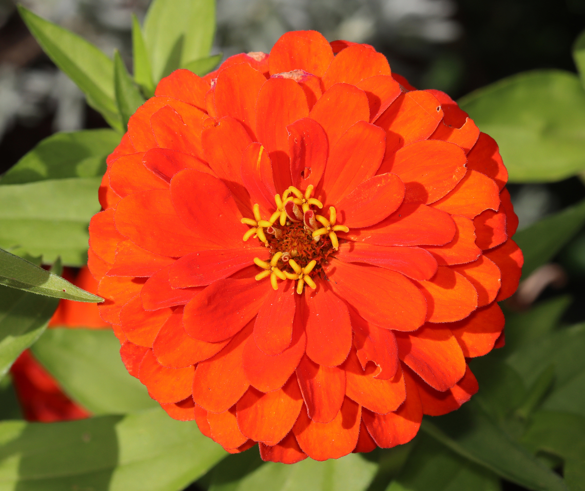 Zinnia - Zinnia elegans Habitat: Rural garden<br />
<figure class="photo"><a href="https://www.jungledragon.com/image/146986/zinnia_bud_-_zinnia_elegans.html" title="Zinnia Bud - Zinnia elegans"><img src="https://s3.amazonaws.com/media.jungledragon.com/images/3232/146986_thumb.jpg?AWSAccessKeyId=05GMT0V3GWVNE7GGM1R2&Expires=1759968010&Signature=pY05aoz3LqtMoAhxmmQvgXL7AYg%3D" width="200" height="150" alt="Zinnia Bud - Zinnia elegans Habitat: Rural garden<br />
https://www.jungledragon.com/image/146986/zinnia_-_zinnia_elegans.html<br />
https://www.jungledragon.com/image/146987/zinnia_-_zinnia_elegans.html<br />
https://www.jungledragon.com/image/146988/zinnia_-_zinnia_elegans.html<br />
https://www.jungledragon.com/image/146989/zinnia_-_zinnia_elegans.html Elegant Zinnia,Fall,Geotagged,United States,Zinnia elegans" /></a></figure><br />
<figure class="photo"><a href="https://www.jungledragon.com/image/146987/zinnia_-_zinnia_elegans.html" title="Zinnia - Zinnia elegans"><img src="https://s3.amazonaws.com/media.jungledragon.com/images/3232/146987_thumb.jpg?AWSAccessKeyId=05GMT0V3GWVNE7GGM1R2&Expires=1759968010&Signature=GMzgw3X%2BXGeqq7OPsXBRm33XO%2Bg%3D" width="144" height="152" alt="Zinnia - Zinnia elegans Too bad this photo wasn&#039;t sharper because the blooming flower was so cool. <br />
<br />
Habitat: Rural garden<br />
https://www.jungledragon.com/image/146986/zinnia_-_zinnia_elegans.html<br />
https://www.jungledragon.com/image/146987/zinnia_-_zinnia_elegans.html<br />
https://www.jungledragon.com/image/146988/zinnia_-_zinnia_elegans.html<br />
https://www.jungledragon.com/image/146989/zinnia_-_zinnia_elegans.html Elegant Zinnia,Fall,Geotagged,United States,Zinnia elegans,zinnia" /></a></figure><br />
<figure class="photo"><a href="https://www.jungledragon.com/image/146988/zinnia_-_zinnia_elegans.html" title="Zinnia - Zinnia elegans"><img src="https://s3.amazonaws.com/media.jungledragon.com/images/3232/146988_thumb.jpg?AWSAccessKeyId=05GMT0V3GWVNE7GGM1R2&Expires=1759968010&Signature=lKPaQfj4grsKwoPtzP5tkTwdMIY%3D" width="200" height="156" alt="Zinnia - Zinnia elegans Habitat: Rural garden<br />
https://www.jungledragon.com/image/146986/zinnia_-_zinnia_elegans.html<br />
https://www.jungledragon.com/image/146987/zinnia_-_zinnia_elegans.html<br />
https://www.jungledragon.com/image/146988/zinnia_-_zinnia_elegans.html<br />
https://www.jungledragon.com/image/146989/zinnia_-_zinnia_elegans.html Elegant Zinnia,Fall,Geotagged,United States,Zinnia elegans" /></a></figure><br />
<figure class="photo"><a href="https://www.jungledragon.com/image/146989/zinnia_-_zinnia_elegans.html" title="Zinnia - Zinnia elegans"><img src="https://s3.amazonaws.com/media.jungledragon.com/images/3232/146989_thumb.jpg?AWSAccessKeyId=05GMT0V3GWVNE7GGM1R2&Expires=1759968010&Signature=qq6gB2ijgKPpLnrtInf26KpN7OQ%3D" width="200" height="168" alt="Zinnia - Zinnia elegans Habitat: Rural garden<br />
https://www.jungledragon.com/image/146986/zinnia_-_zinnia_elegans.html<br />
https://www.jungledragon.com/image/146987/zinnia_-_zinnia_elegans.html<br />
https://www.jungledragon.com/image/146988/zinnia_-_zinnia_elegans.html<br />
https://www.jungledragon.com/image/146989/zinnia_-_zinnia_elegans.html Elegant Zinnia,Fall,Geotagged,United States,Zinnia elegans" /></a></figure> Elegant Zinnia,Fall,Geotagged,United States,Zinnia elegans