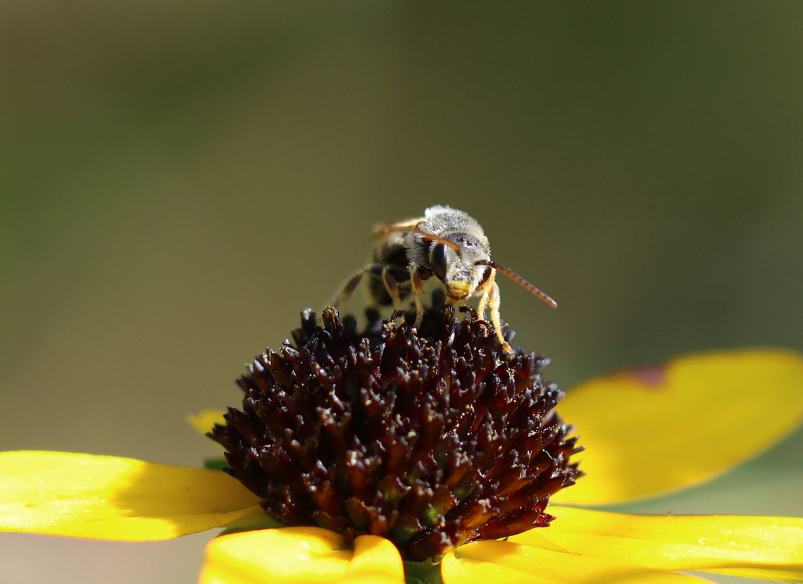 Ligated Furrow Bee - Halictus ligatus This bee had the cutest yellow &quot;lips&quot;, but it was giving me the stink eye.<br />
<br />
Habitat: Rural yard Fall,Geotagged,Halictidae,Halictus,Halictus ligatus,Ligated Furrow Bee,United States,bee