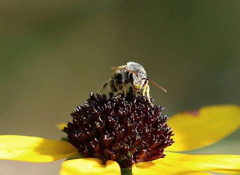 Ligated Furrow Bee - Halictus ligatus This bee had the cutest yellow "lips", but it was giving me the stink eye.

Habitat: Rural yard Fall,Geotagged,Halictidae,Halictus,Halictus ligatus,Ligated Furrow Bee,United States,bee