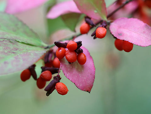 Burning Bush - Euonymus alatus This bush has bright red leaves in the autumn, and is also called "burning bush". The branches are winged and the fruit is dry, splitting open when ripe.

Habitat: Forest edge
https://www.jungledragon.com/image/146994/burning_bush_-_euonymus_alatus.html Euonymus,Euonymus alatus,Fall,Geotagged,United States,Winged Euonymus