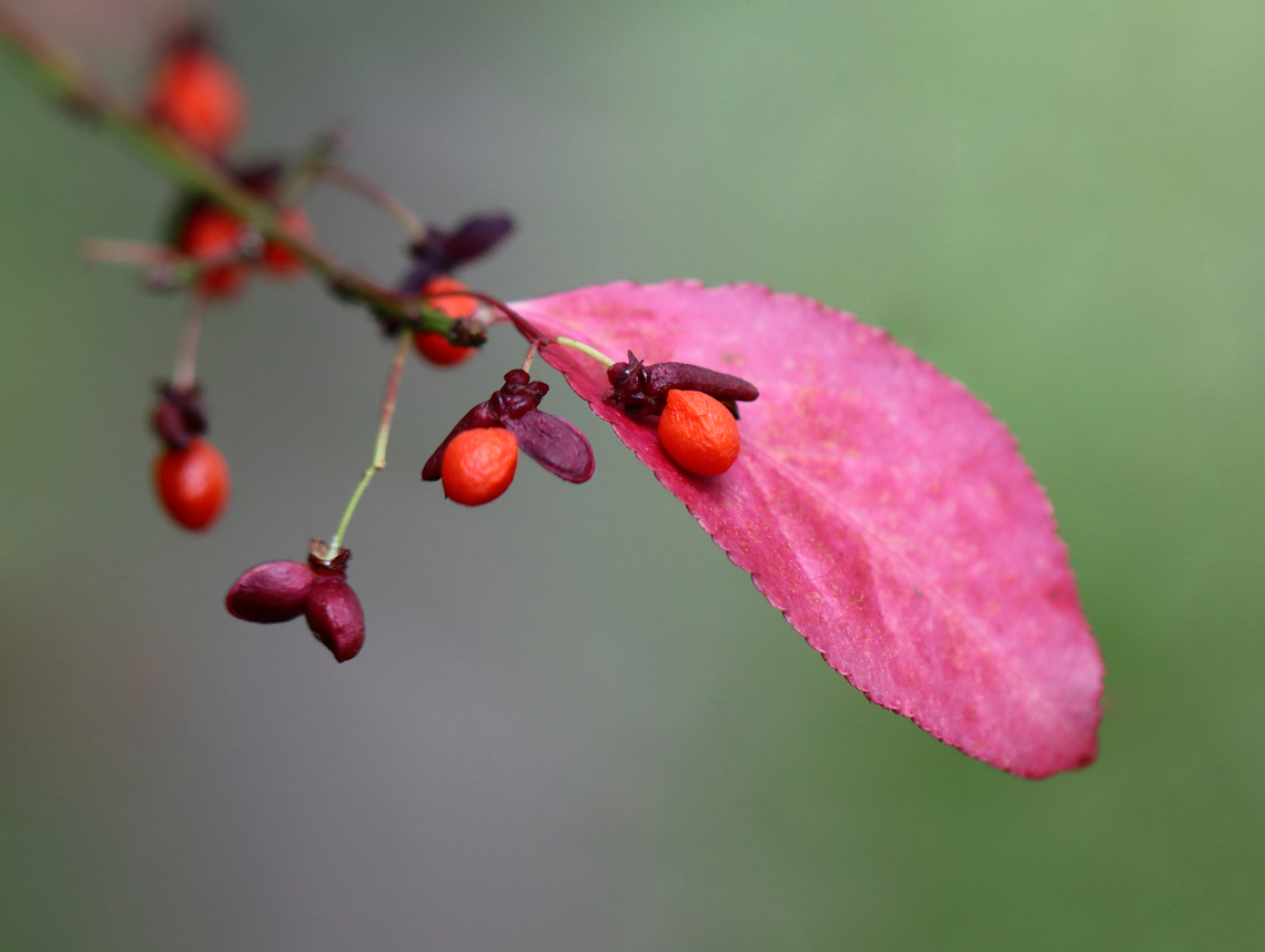 Burning Bush - Euonymus alatus This bush has bright red leaves in the autumn, and is also called &quot;burning bush&quot;. The branches are winged and the fruit is dry, splitting open when ripe.<br />
<br />
Habitat: Forest edge<br />
<figure class="photo"><a href="https://www.jungledragon.com/image/146993/burning_bush_-_euonymus_alatus.html" title="Burning Bush - Euonymus alatus"><img src="https://s3.amazonaws.com/media.jungledragon.com/images/3232/146993_thumb.jpg?AWSAccessKeyId=05GMT0V3GWVNE7GGM1R2&Expires=1759968010&Signature=gDA%2BQ4PlhoBcbAecrf5rTpHvmc8%3D" width="200" height="152" alt="Burning Bush - Euonymus alatus This bush has bright red leaves in the autumn, and is also called &quot;burning bush&quot;. The branches are winged and the fruit is dry, splitting open when ripe.<br />
<br />
Habitat: Forest edge<br />
https://www.jungledragon.com/image/146994/burning_bush_-_euonymus_alatus.html Euonymus,Euonymus alatus,Fall,Geotagged,United States,Winged Euonymus" /></a></figure> Euonymus alatus,Fall,Geotagged,United States,Winged Euonymus