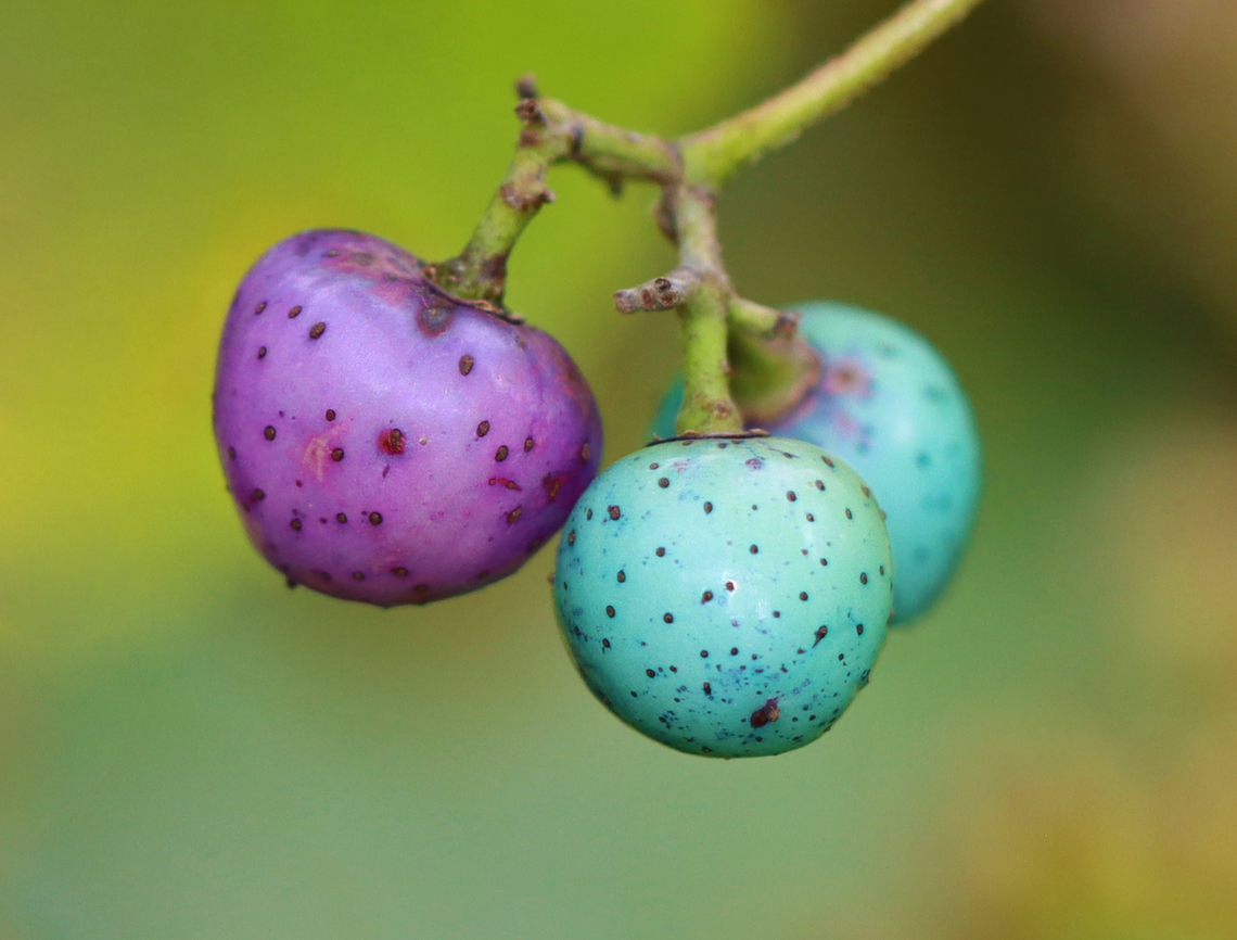 Porcelain Berry - Ampelopsis glandulosa var. brevipedunculata Highly invasive, but really beautiful. The variable berry colors are due to an anthocyanidins-flavonols co-pigmentation phenomenon.<br />
<br />
Habitat: Meadow/forest edge<br />
<figure class="photo"><a href="https://www.jungledragon.com/image/147004/porcelain_berry_-_ampelopsis_glandulosa_var._brevipedunculata.html" title="Porcelain Berry - Ampelopsis glandulosa var. brevipedunculata"><img src="https://s3.amazonaws.com/media.jungledragon.com/images/3232/147004_thumb.jpg?AWSAccessKeyId=05GMT0V3GWVNE7GGM1R2&Expires=1759968010&Signature=tGQ1r4hH2IpqKeYaaYJrXmKVU8U%3D" width="200" height="152" alt="Porcelain Berry - Ampelopsis glandulosa var. brevipedunculata Highly invasive, but really beautiful. The variable berry colors are due to an anthocyanidins-flavonols co-pigmentation phenomenon.<br />
<br />
Habitat: Meadow/forest edge<br />
https://www.jungledragon.com/image/147003/porcelain_berry_-_ampelopsis_glandulosa_var._brevipedunculata.html Ampelopsis glandulosa,Fall,Geotagged,Porcelain Berry,United States" /></a></figure> Ampelopsis,Ampelopsis glandulosa,Ampelopsis glandulosa var. brevipedunculata,Fall,Geotagged,Porcelain Berry,United States