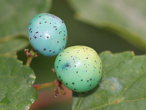 Porcelain Berry - Ampelopsis glandulosa var. brevipedunculata Highly invasive, but really beautiful. The variable berry colors are due to an anthocyanidins-flavonols co-pigmentation phenomenon.

Habitat: Meadow/forest edge
https://www.jungledragon.com/image/147003/porcelain_berry_-_ampelopsis_glandulosa_var._brevipedunculata.html Ampelopsis glandulosa,Fall,Geotagged,Porcelain Berry,United States