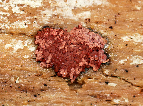 Heart-shaped Slime Mold - Arcyria sp., possibly Arcyria denudata *Species ID is tentative

Habitat: Found on decorticated wood; mixed forest Arcyria,Arcyria denudata,Carnival Candy Slime Mold,Fall,Geotagged,United States,slime mold