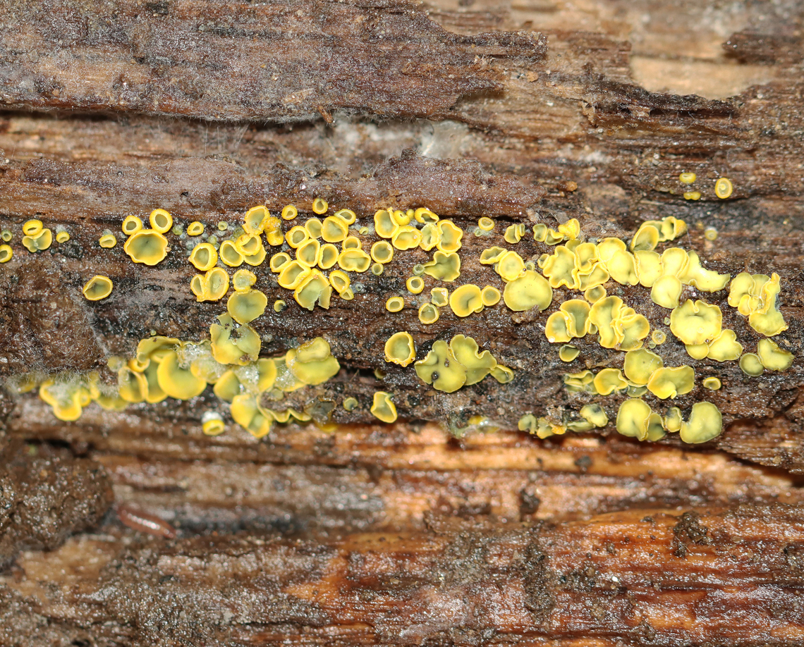 Cup Fungus - Chlorosplenium chlora It looks like they had started out yellow and were in the process of turning green.<br />
<br />
Habitat: Decorticated wood; mixed forest Chlorosplenium,Chlorosplenium chlora,Fall,Geotagged,United States,cup fungus,fungus