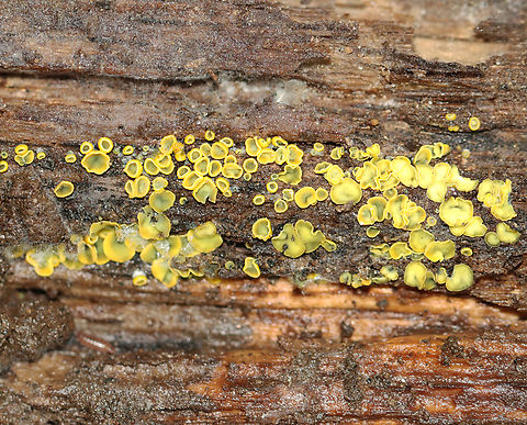 Cup Fungus - Chlorosplenium chlora It looks like they had started out yellow and were in the process of turning green.

Habitat: Decorticated wood; mixed forest Chlorosplenium,Chlorosplenium chlora,Fall,Geotagged,United States,cup fungus,fungus