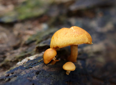 Funeral Bells - Galerina marginata Habitat: Rotting wood; mixed forest Fall,Funeral Bells,Galerina marginata,Geotagged,United States,fungus,galerina,mushroom