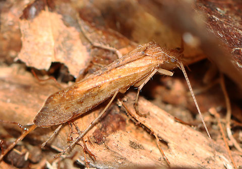 Autumn Sedge - Neophylax oligius *ID is tentative

Sorry for the poor photo, but it was the best I could get.

Habitat: Not far from a stream and pond; Mixed forest Fall,Geotagged,Neophylax,Neophylax oligius,United States,autumn mottled sedge,autumn sedge,caddisfly