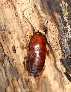 Pennsylvania Wood Cockroach Nymph - Parcoblatta pennsylvanica Habitat: Rotting wood in forest edge Fall,Geotagged,Parcoblatta,Parcoblatta pensylvanica,Pennsylvania wood cockroach,United States,cockroach,cockroach nymph,nymph