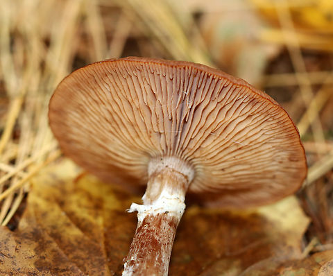 Bulbous Honey Fungus - Armillaria gallica Habitat: Growing on the ground under pine; mixed forest
https://www.jungledragon.com/image/147034/bulbous_honey_fungus_-_armillaria_gallica.html Armillaria gallica,Bulbous Honey Fungus,Fall,Geotagged,United States,armillaria,fungus,mushroom