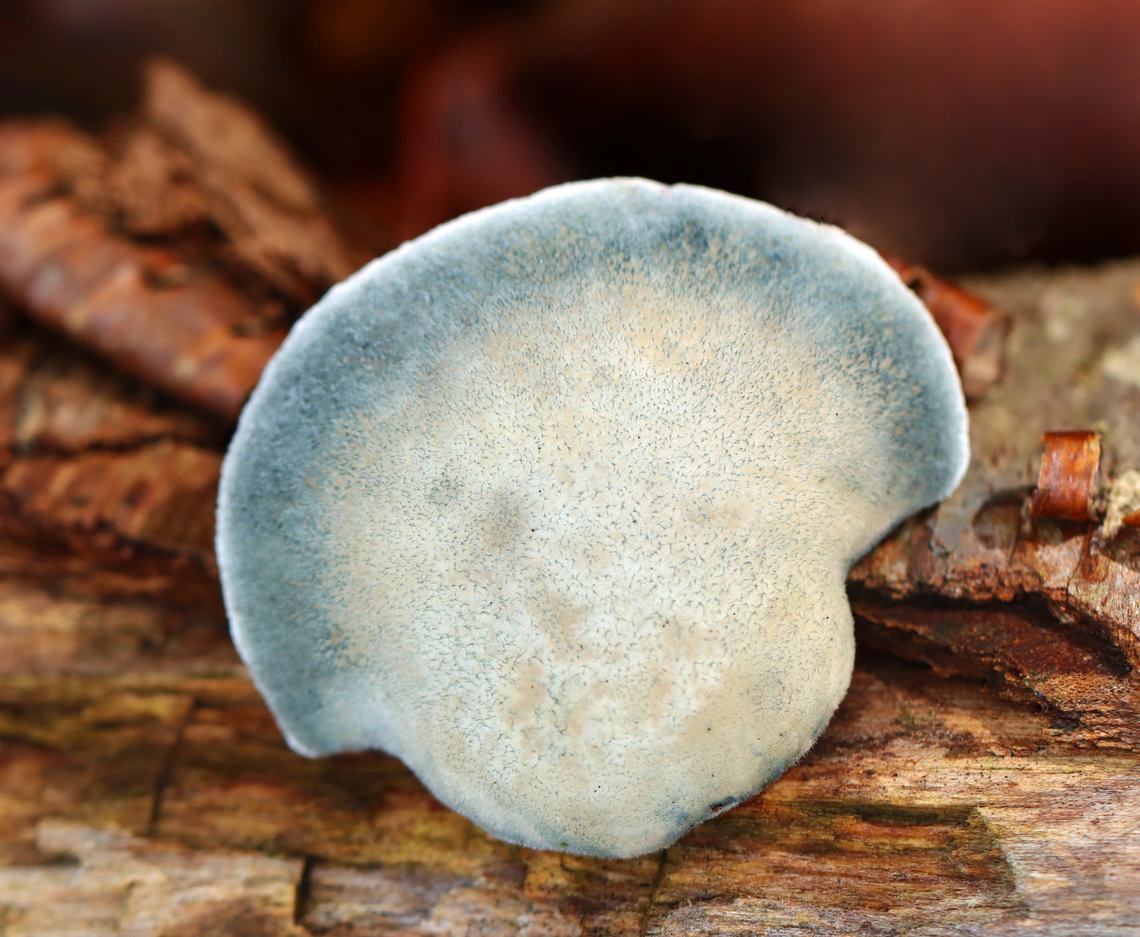 Blue Cheese Polypore - Postia/Cyanosporus livens This was the prettiest specimen I&#039;ve seen. <br />
<br />
Habitat: Rotting wood; mixed forest Blue Cheese Polypore,Cyanosporus,Cyanosporus livens,Fall,Geotagged,Postia livens,United States,fungus,mushroom,polypore,postia