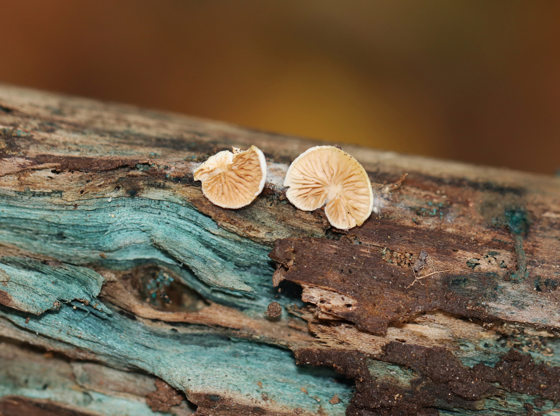 Clitopilus hobsonii Habitat: Growing on Chlorociboria-infected wood; mixed forest Clitopilus,Clitopilus hobsonii,Fall,Geotagged,United States,fungus,mushroom