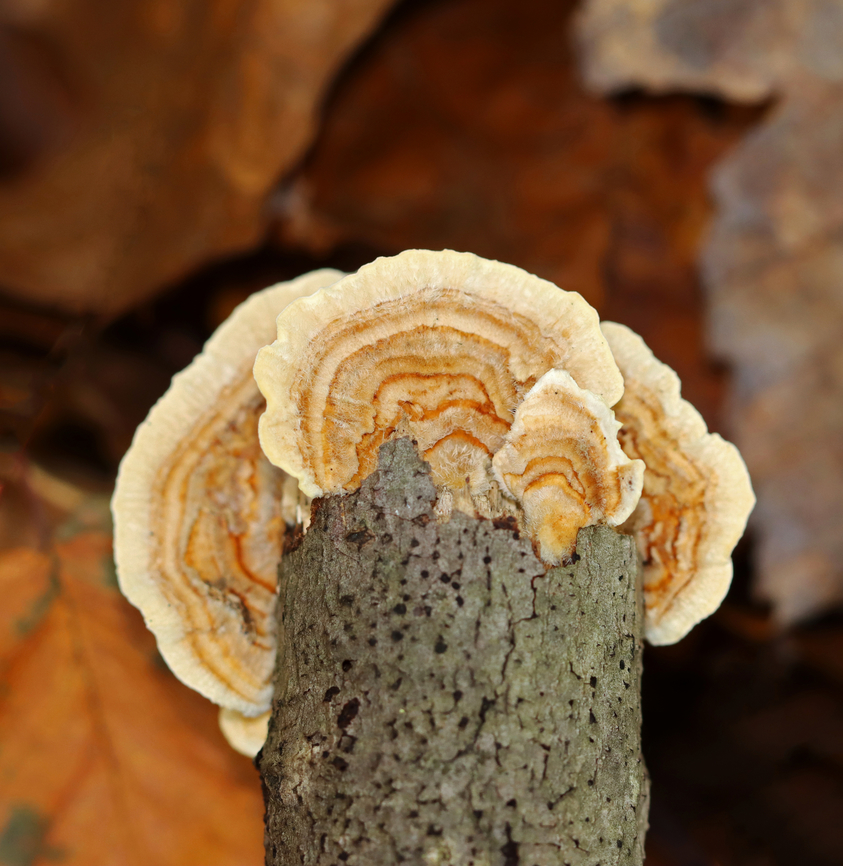 Trametes ochracea Habitat: Growing on a rotting stick; mixed forest Fall,Geotagged,Trametes,Trametes ochracea,United States,fungus,mushroom,polypore