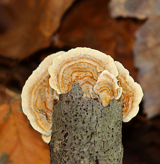 Trametes ochracea Habitat: Growing on a rotting stick; mixed forest Fall,Geotagged,Trametes,Trametes ochracea,United States,fungus,mushroom,polypore