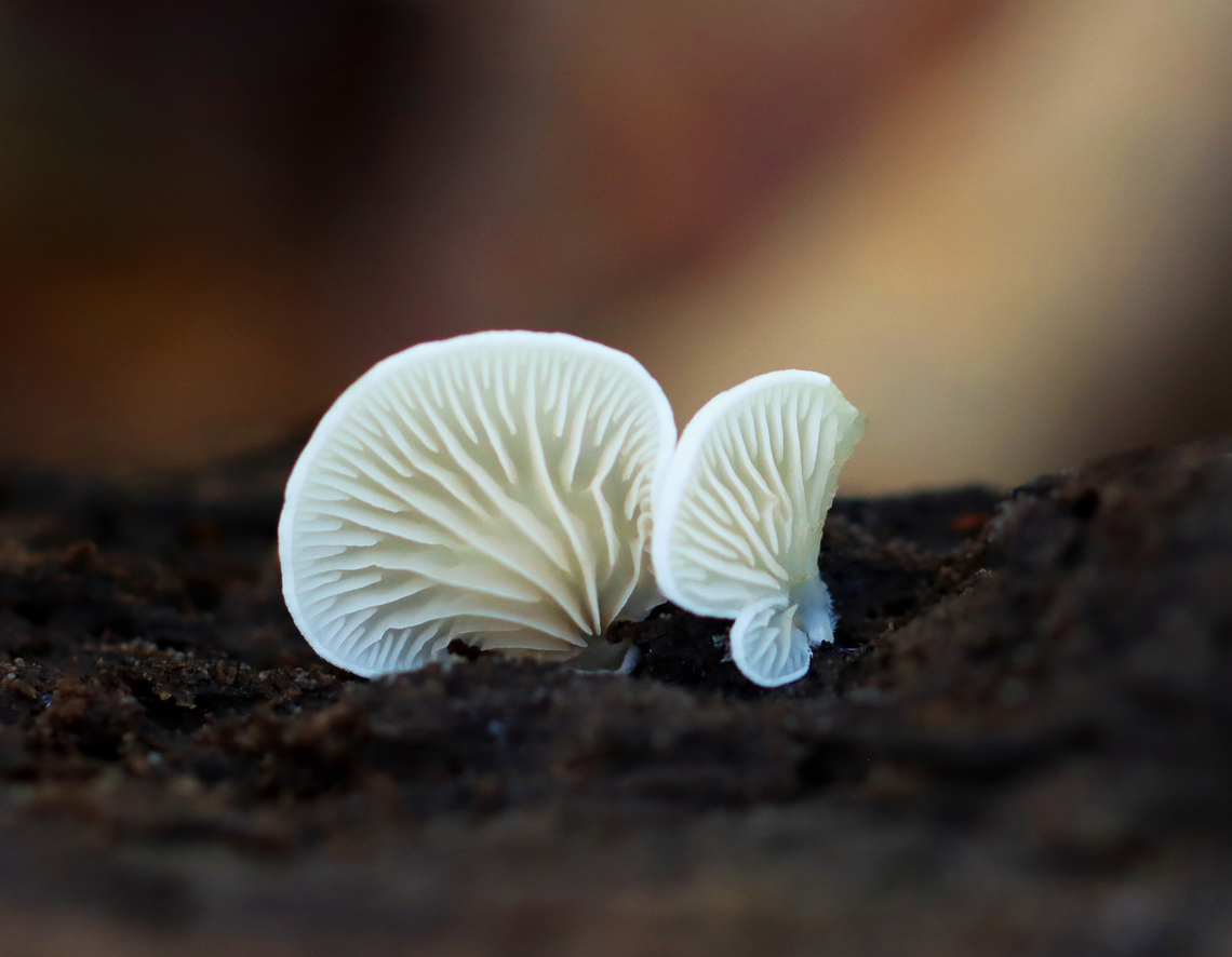 Clitopilus hobsonii Habitat: Growing on rotting hardwood Clitopilus hobsonii,Fall,Geotagged,United States,crepidotus,fungus,mushroom