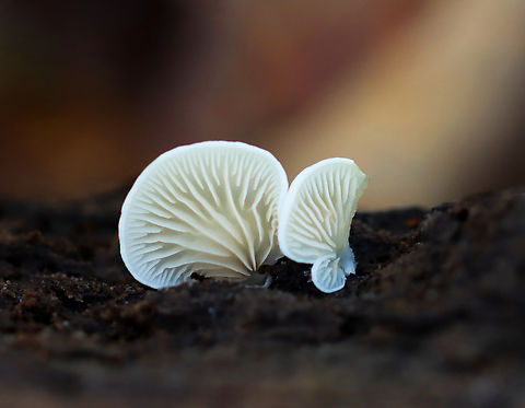 Clitopilus hobsonii Habitat: Growing on rotting hardwood Clitopilus hobsonii,Fall,Geotagged,United States,crepidotus,fungus,mushroom