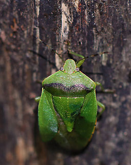 Green Stink Bug - Chinavia hilaris Habitat: Mixed forest Chinavia,Chinavia hilaris,Fall,Geotagged,Green stink bug,Pentatomidae,United States,bug,stink bug